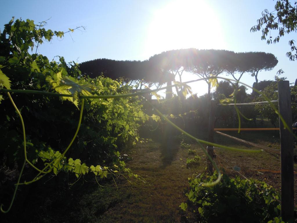 Casa Vacanze Vigna Di Valle Bracciano  Eksteriør billede